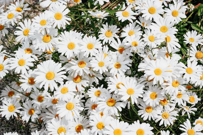 white daisy flowers during daytime
