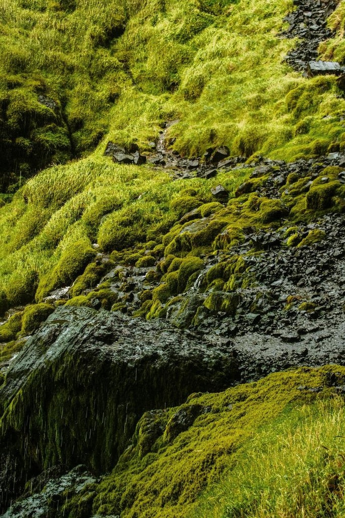 Icelandic Moss P.E. 4:1