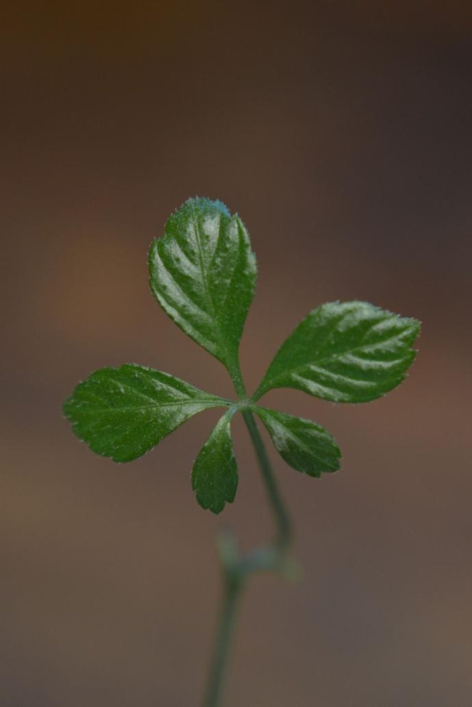 Jiaogulan Leaf P.E. 4:1