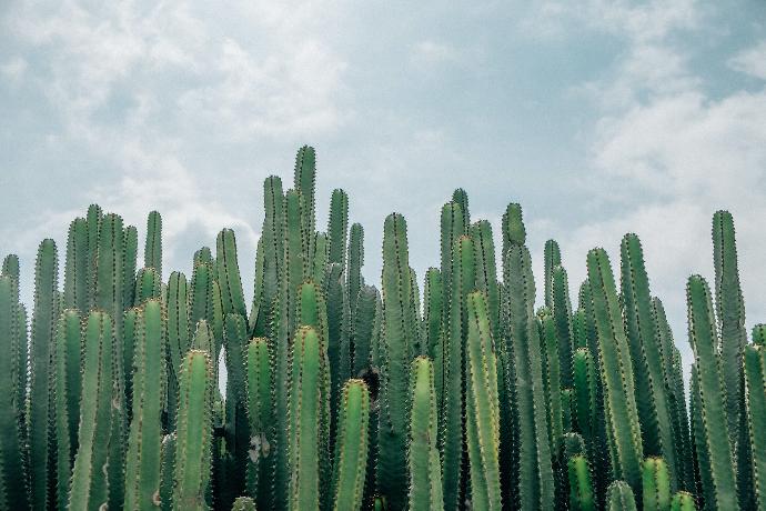 Carnegiea Kaktus (Saguaro) P.E. 4:1