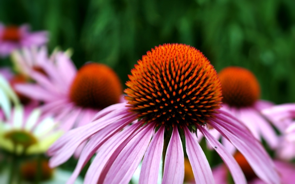 Echinacea purpurea P.E. 4:1