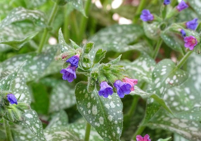 Spotted lungwort P.E. 10:1