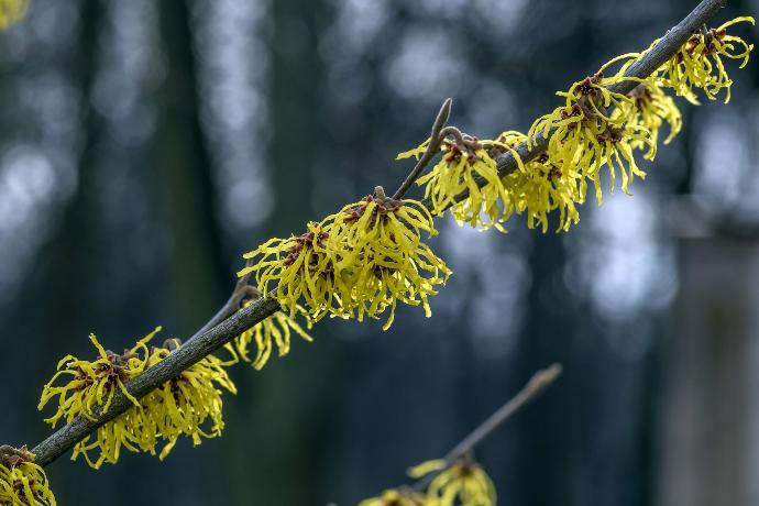 Hamamelis P.E. 4:1