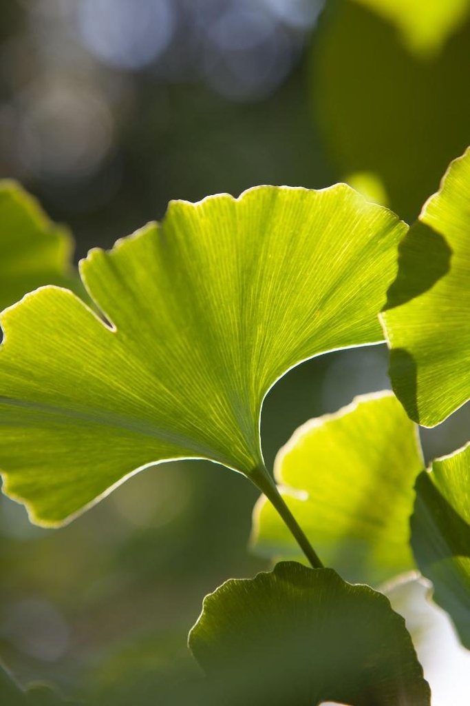 Ginkgo P.E. 4:1