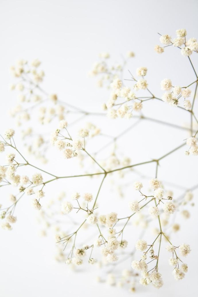 Gypsophila Trichotoma P.E. 4:1