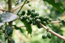 Grüner Kaffee P.E. 30% Chlorogensäure