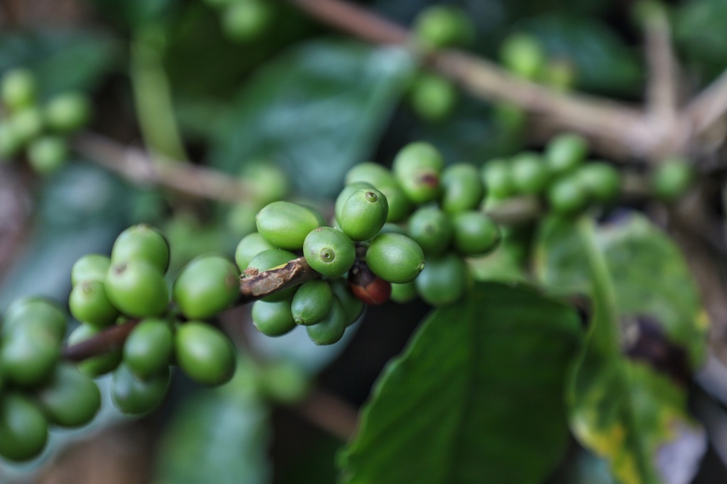 Grüner Kaffee P.E. 50% Chlorogensäure