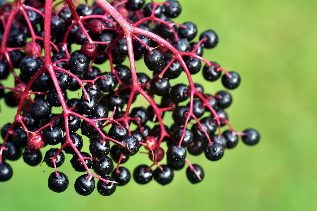 Black Elderberry WS P.E. 6.5% Anthocyanins, 8.5% Polyphenols