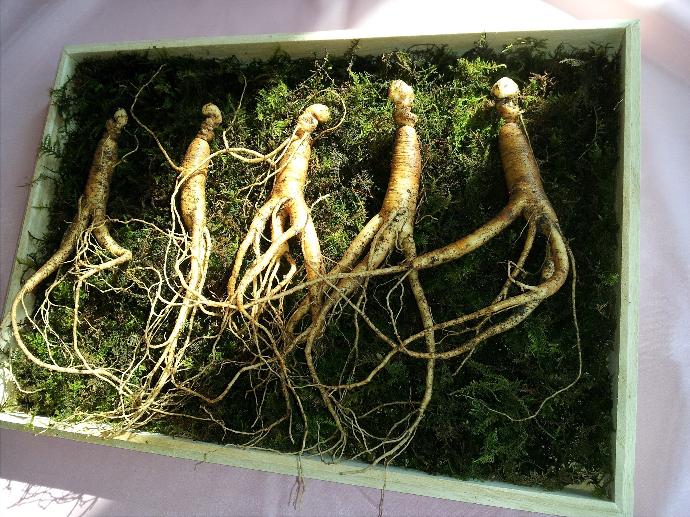 Ginseng root P.E. 10:1