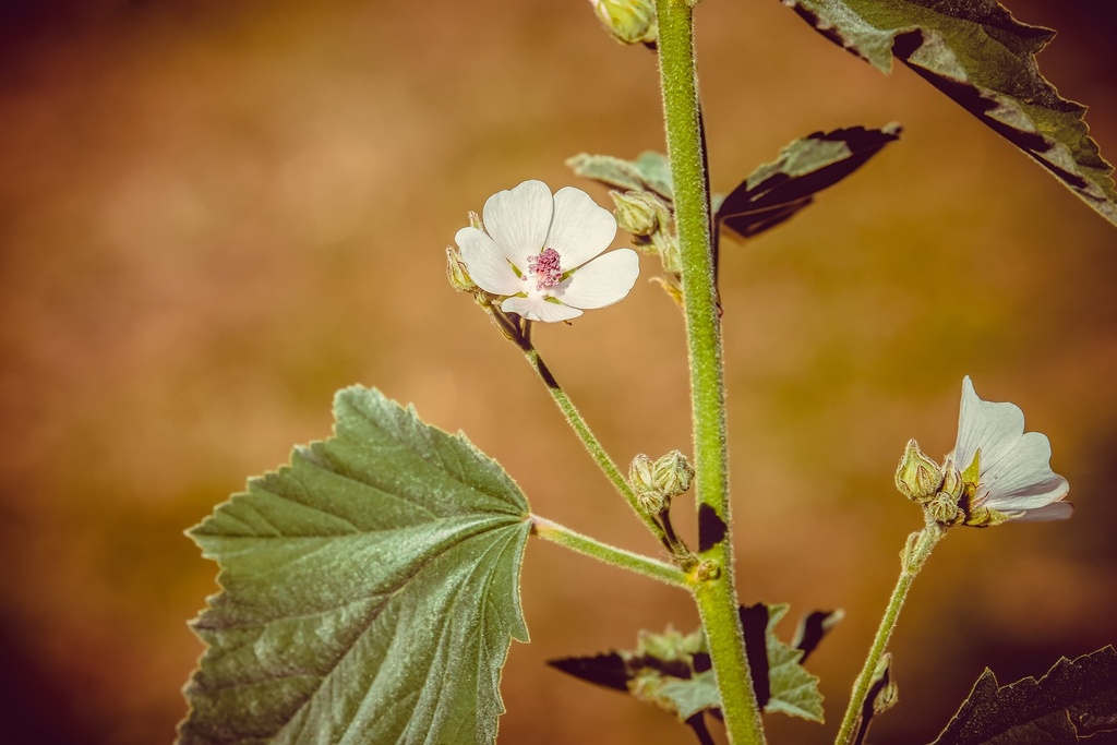 Common marsh mallow P.E. 4:1