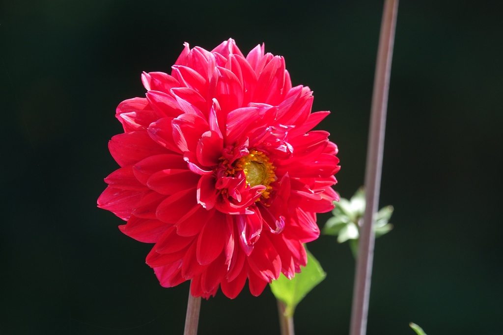 Gardenie rot WS P.E. für Kosmetik