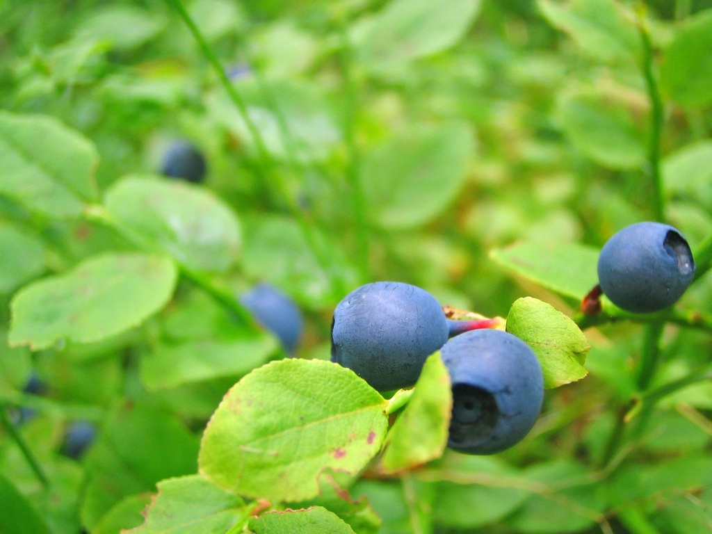 Bog Bilberry P.E. 10:1