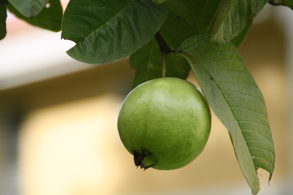 Common Guava P.E. 4:1