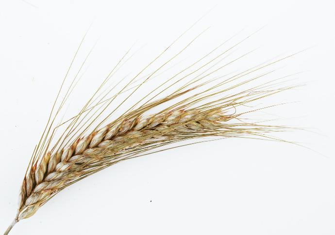 Wheat Germ P.E. 0.1% Spermidine