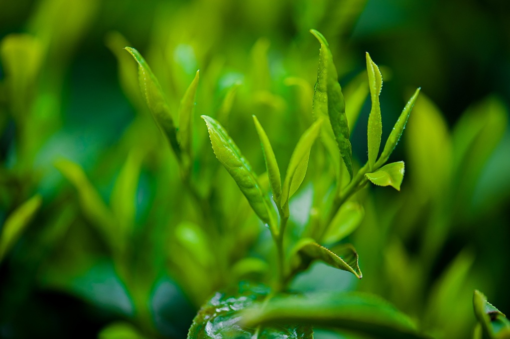 Polyphenols 98% ex Green Tea P.E.