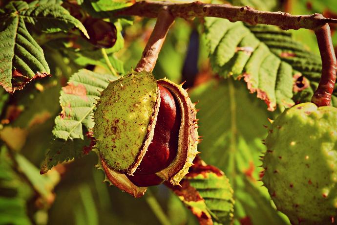 Horse Chestnut P.E. 15:1