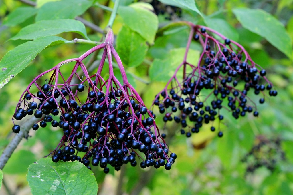 Black Elderberry P.E. 10% Anthocyanidins