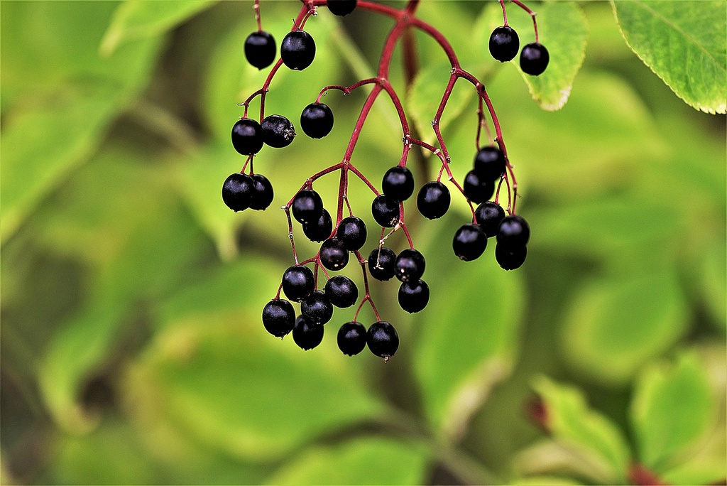Black Elderberry P.E. 18% Polyphenols, 14% Anthocyanidins