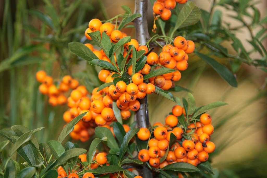 Sea Buckthorn P.E. 4:1