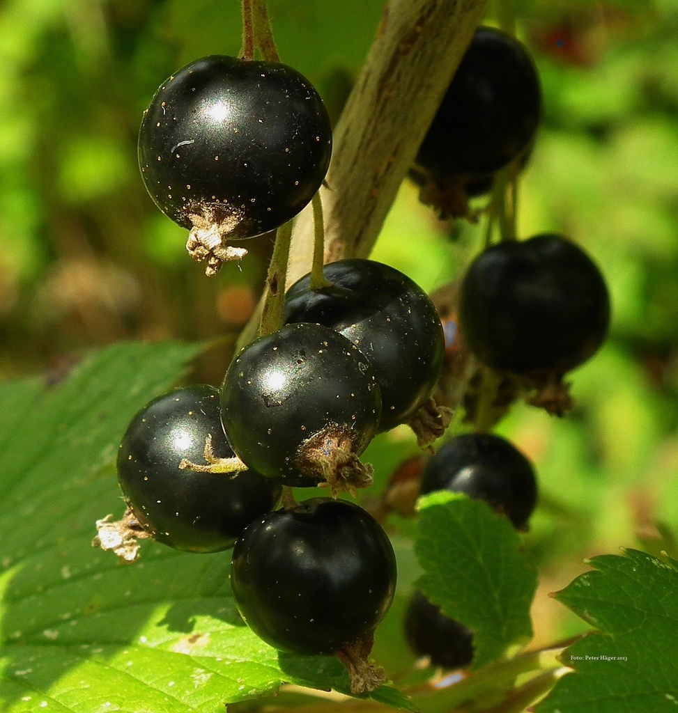 Black Currant P.E. 4:1