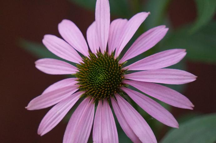 Purpur-Sonnenhut Echinacea WS P.E. 4:1