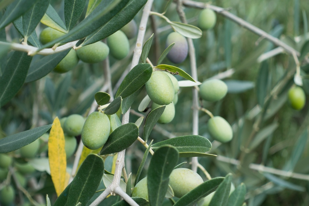 Olive Blatt P.E. 20% Oleuropein