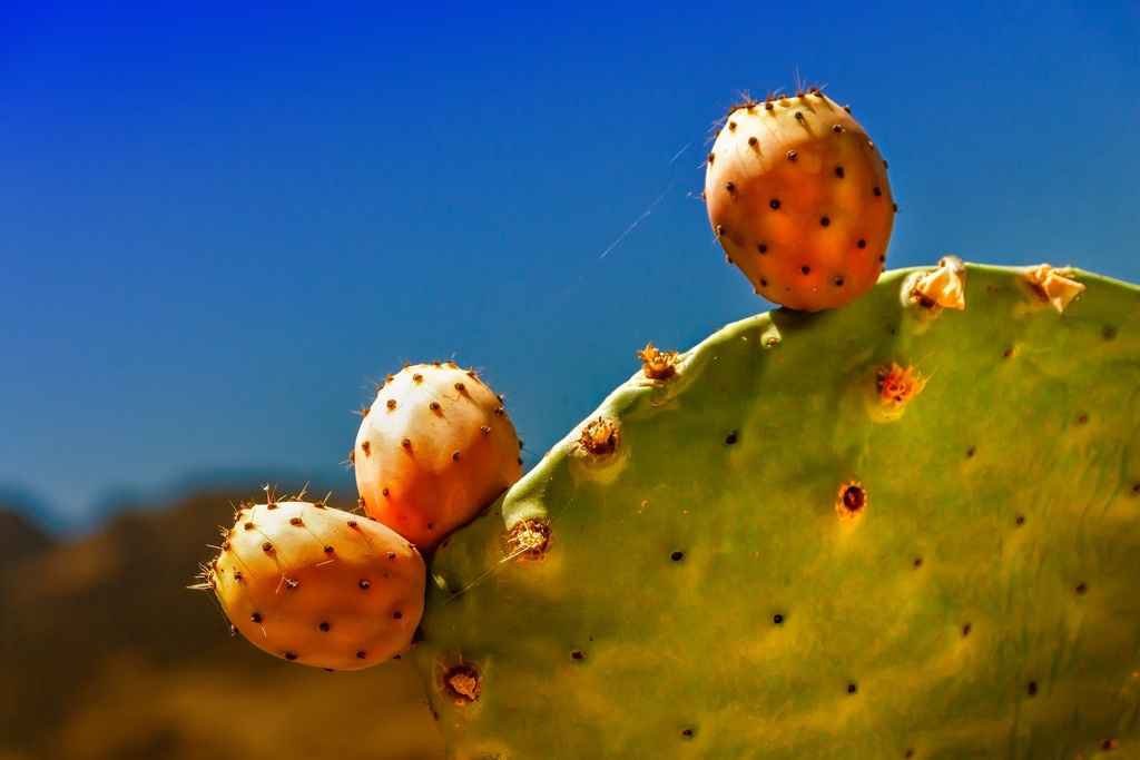 Prickly pear P.E. 10:1