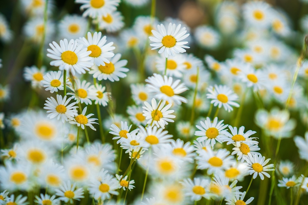 Gänseblümchen WS P.E. 4:1