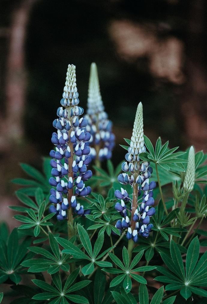 ORGANIC Lupine flour (18781)