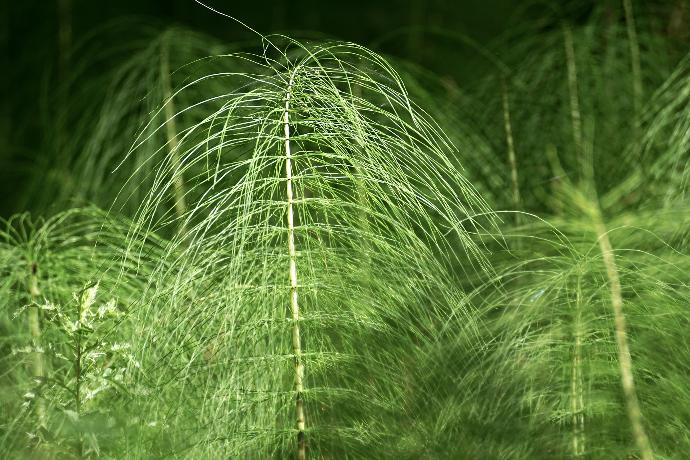 Field Horsetail P. (15460)