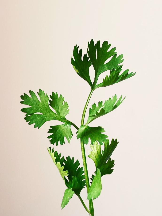 Parsley P. (15460)