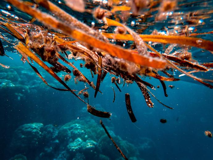 Red Seaweed Algae (Porphyra tenera) P. (18836)