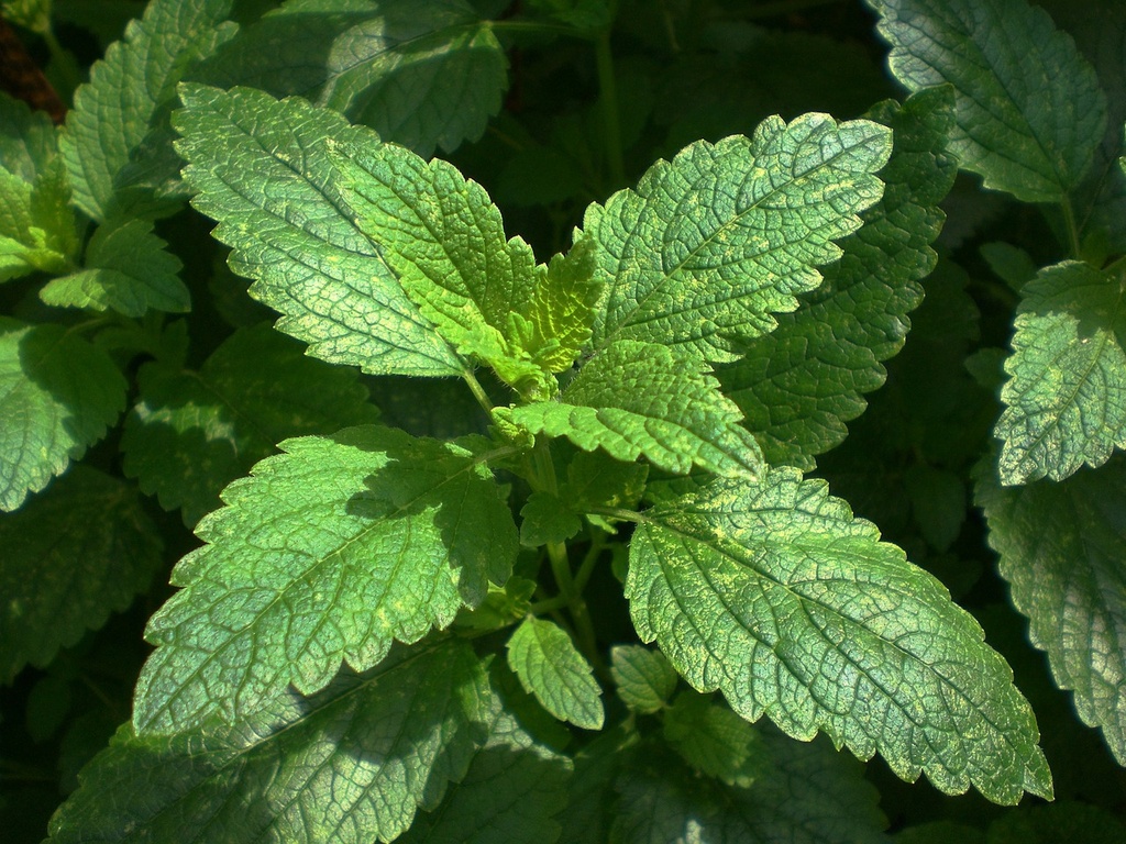 ORGANIC Lemon Balm P. (18843)