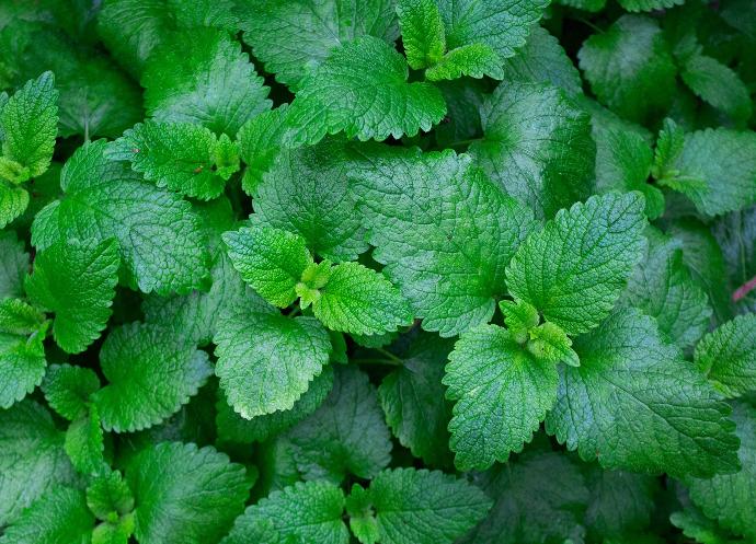 ORGANIC Peppermint cut 4 mm (15460)