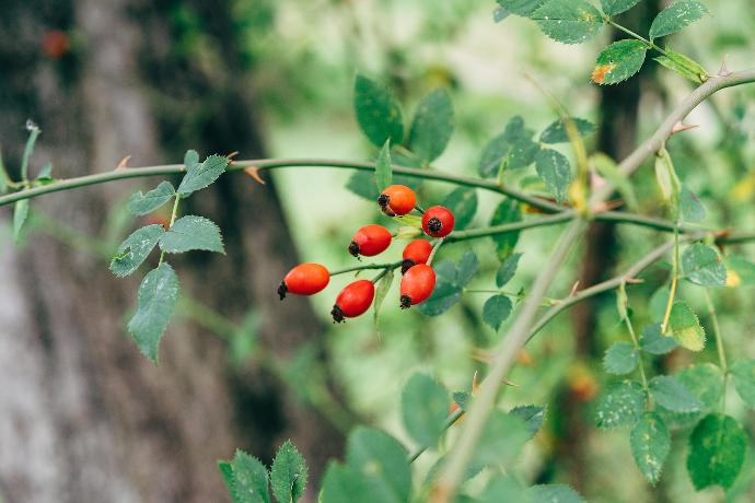 Rosehip fruit P. (18797)