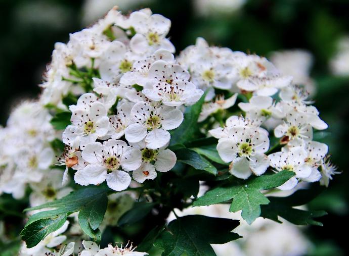 Hawthorn Leaf P.E. 4:1 (18779)