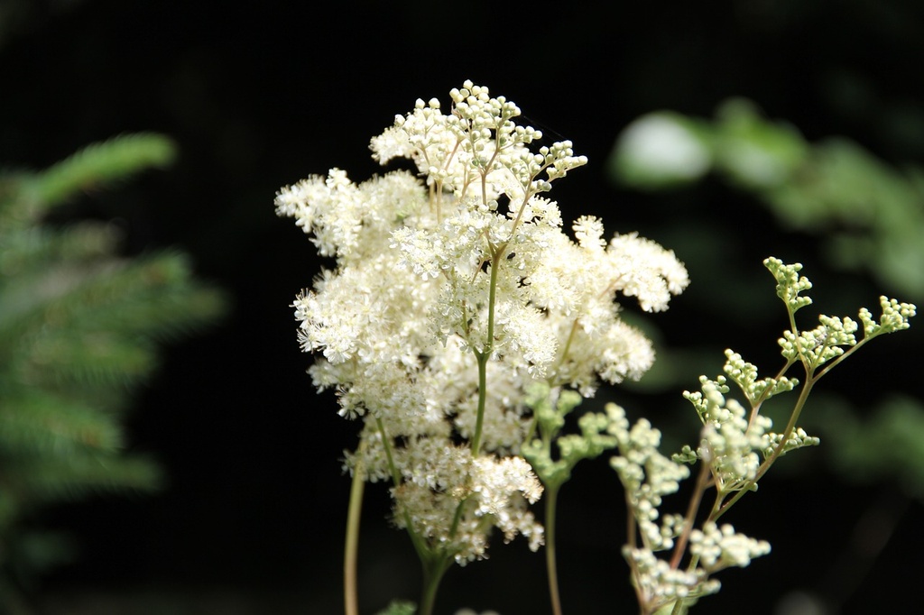 Meadowsweet P. (18843)