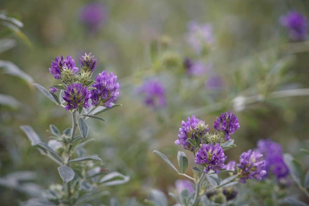 ORGANIC Alfalfa L.E. (18849)