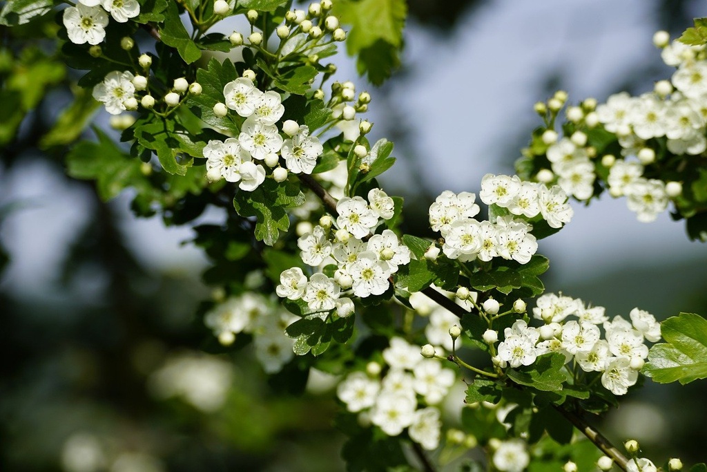 ORGANIC Hawthorn P. (18843)