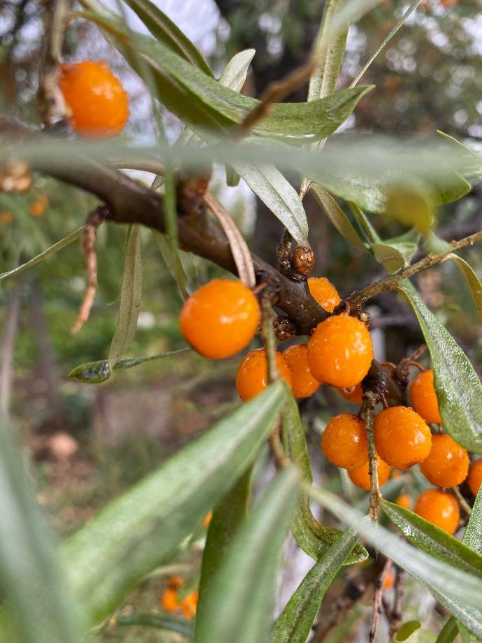 Sea Buckthorn P. (18797)