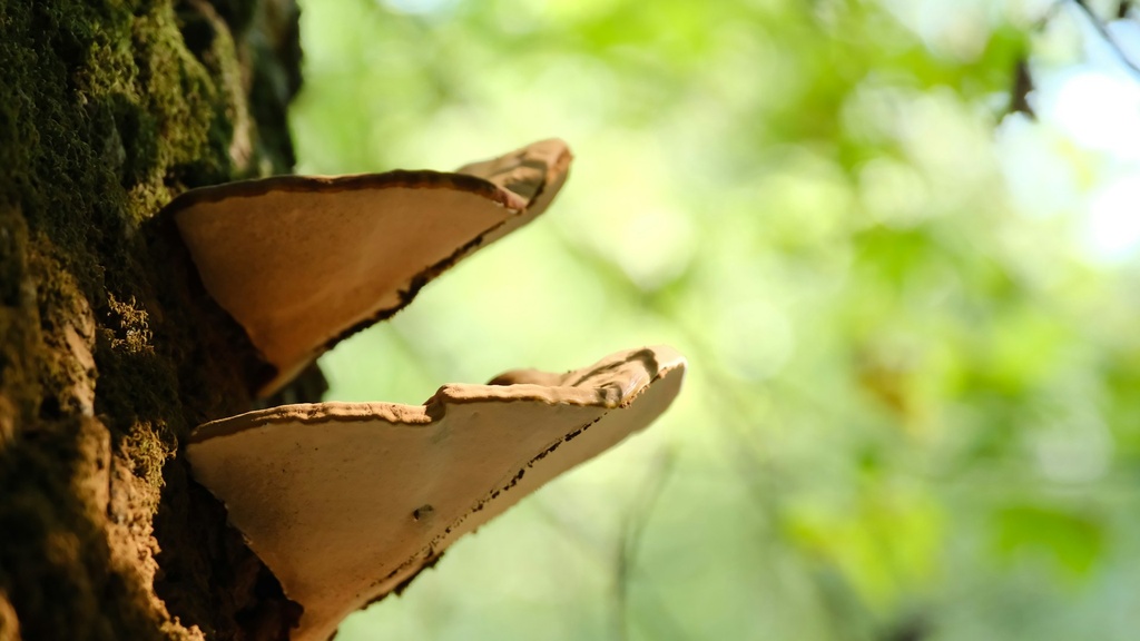 Oyster mushroom Pleurotus P. (18845)