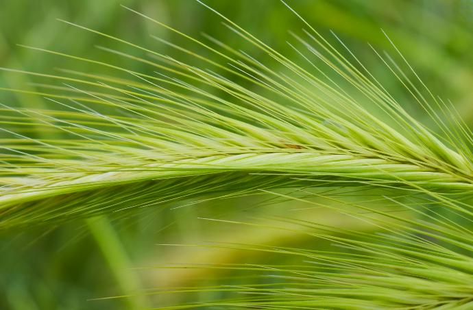 ORGANIC Wheatgrass juice P. (18857)