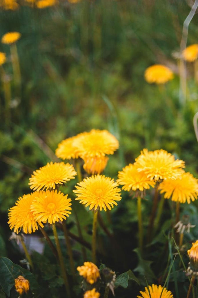 ORGANIC Dandelion leaf P. (18843)