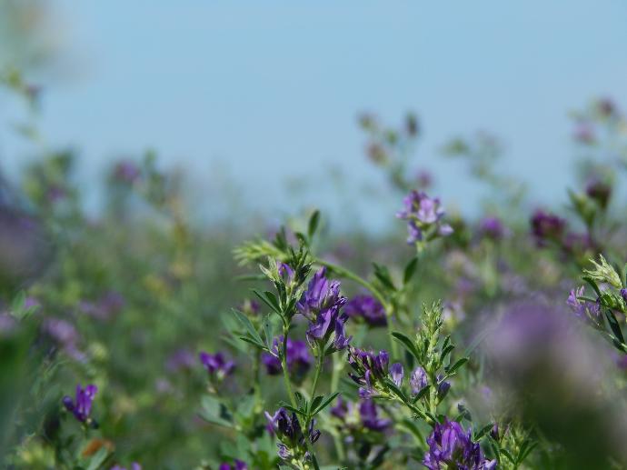 Alfalfa herb P.E. 5:1