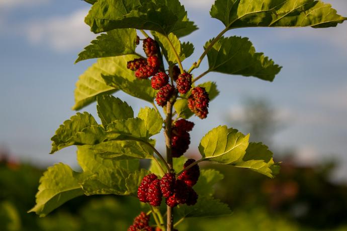 Weiße Maulbeere Frucht P.E. 4:1