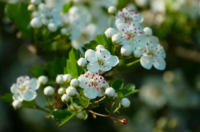 Hawthorn Flower P.E. 4:1