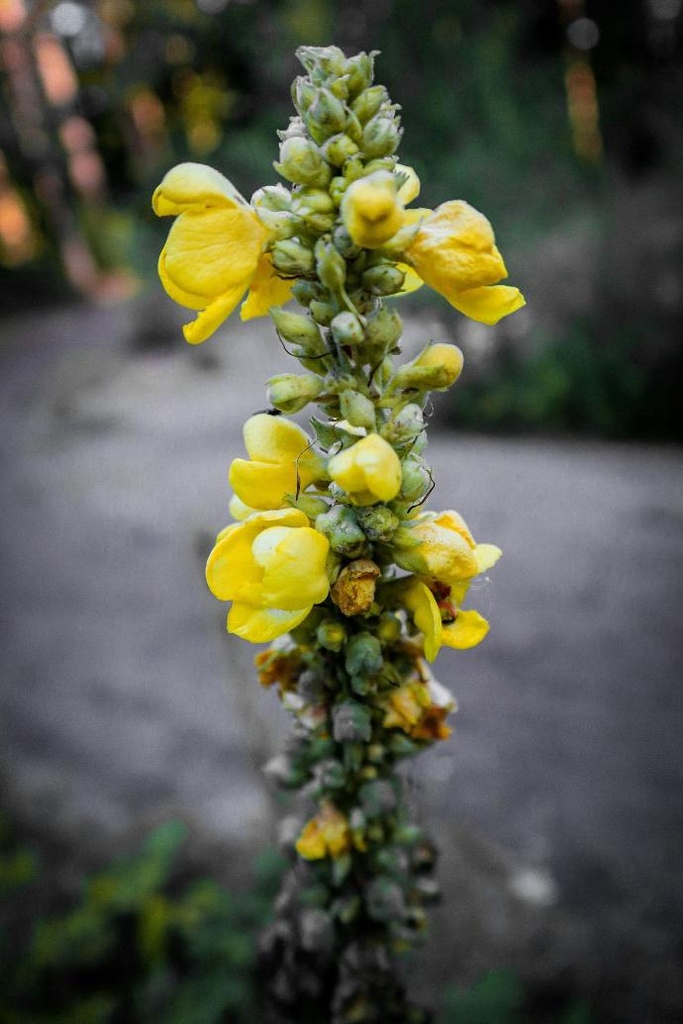 Great Mullein Flower WS P.E. 20:1