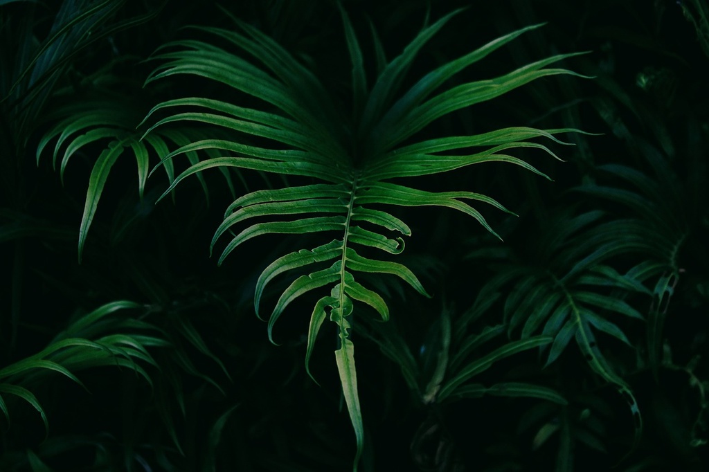 Polypodium leucotomos leaf P.E. 4:1