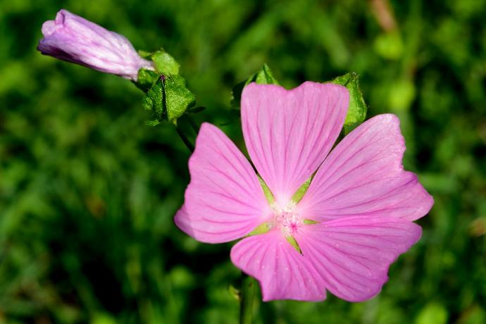 Malva Flower P.E. 4:1