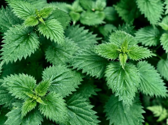 FG Nettle Herb P.E. 4:1